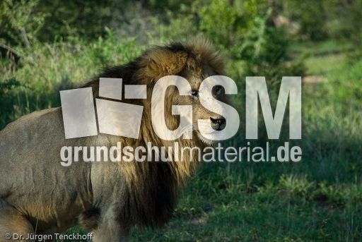 Löwen (14 von 69).jpg